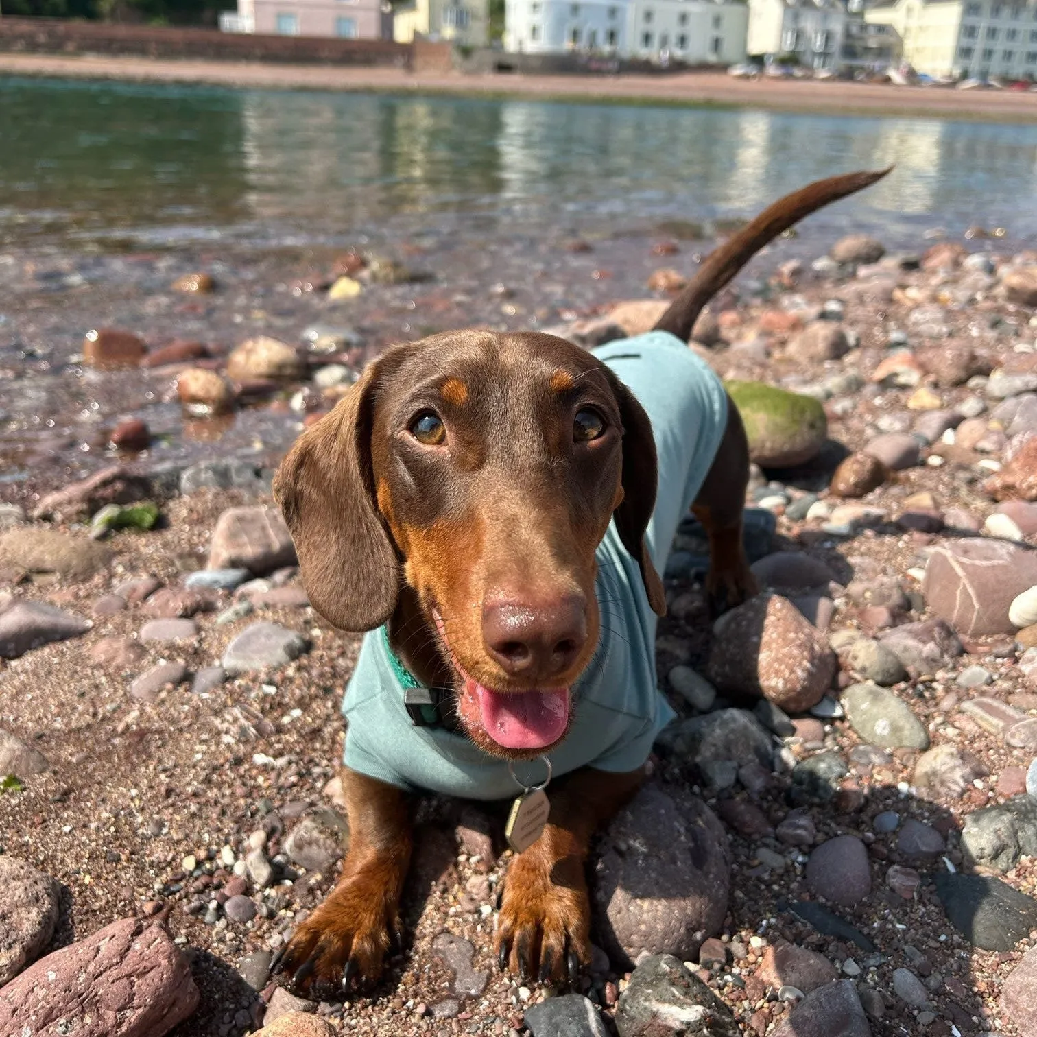Bamboo Cooling & Anti Allergy Dog T-Shirt