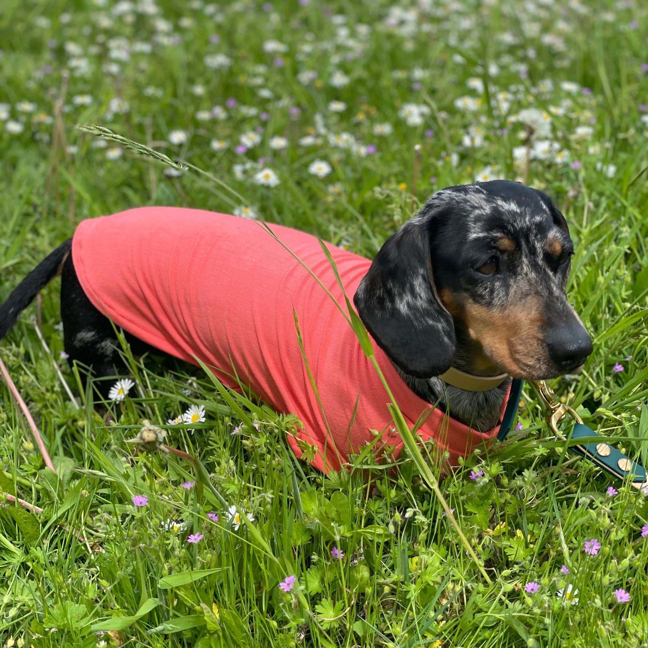 Bamboo Cooling & Anti Allergy Dog T-Shirt