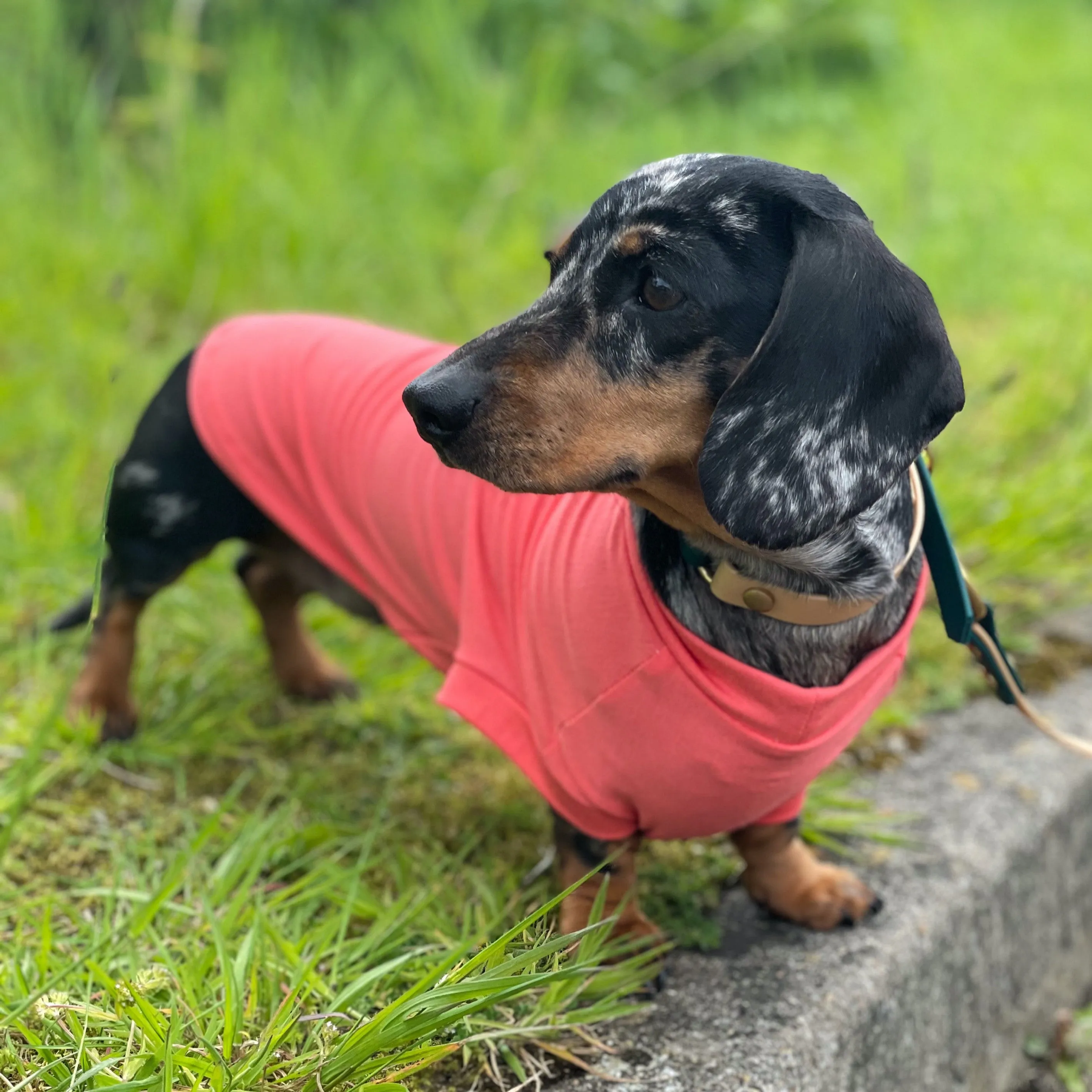 Bamboo Cooling & Anti Allergy Dog T-Shirt