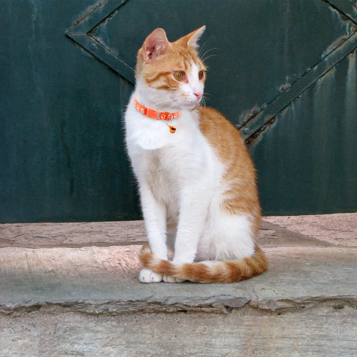 Ca2-Pack: Adjustable Kitten Collar with Bell Name Tag