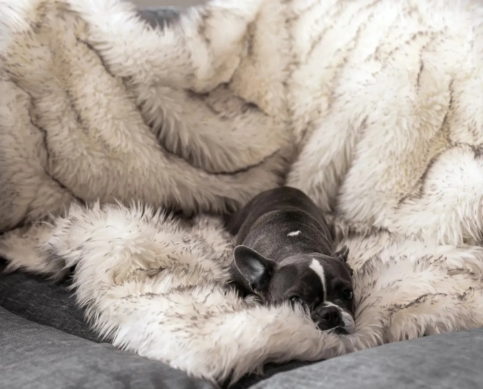 Dog and Cat warm mat perfect for the winter months