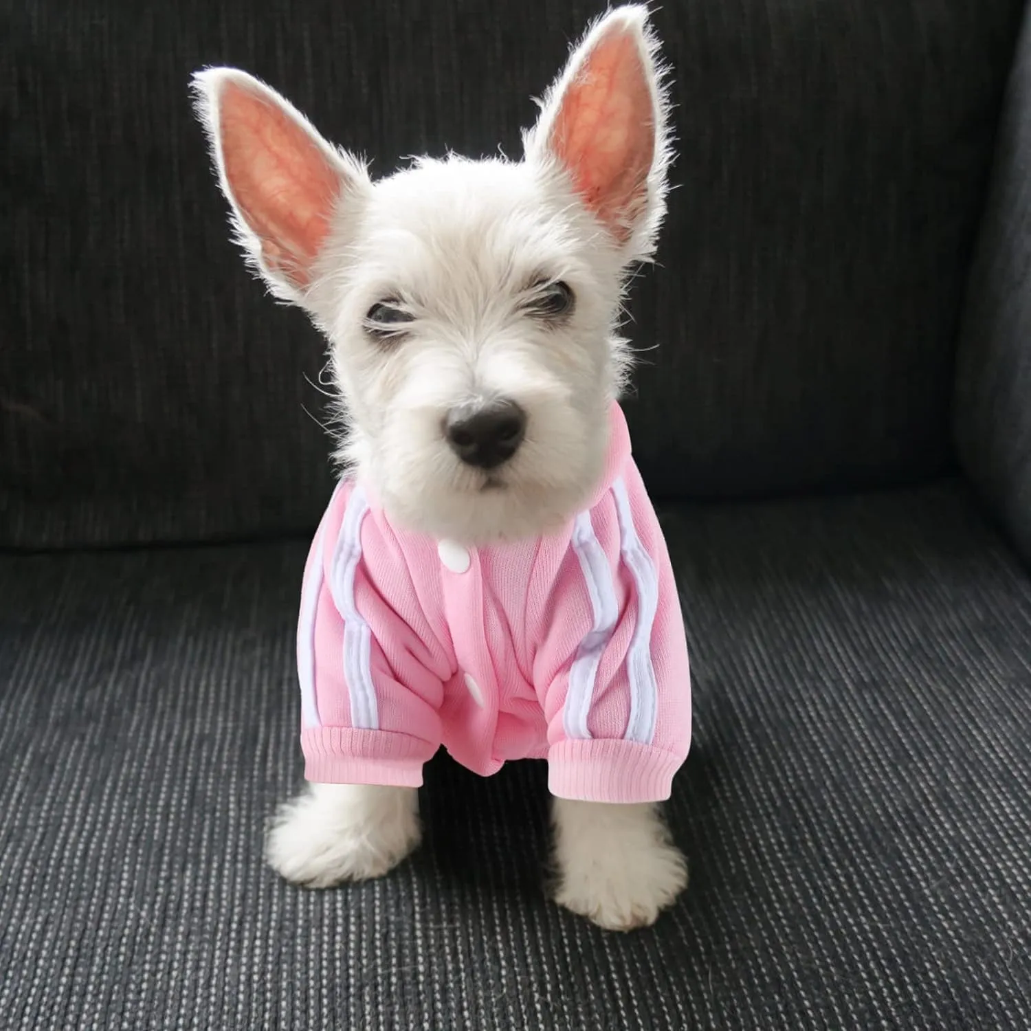 Dog Hoodie 4 Legs Jumpsuit for Small Dogs Puppy Clothes Dog Pullover Sweatshirt Cotton Doggie Winter Coat Cat Apparel (XX-Large,Pink)
