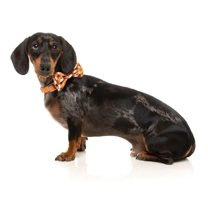 FuzzYard Boogie Nights Bowtie Large