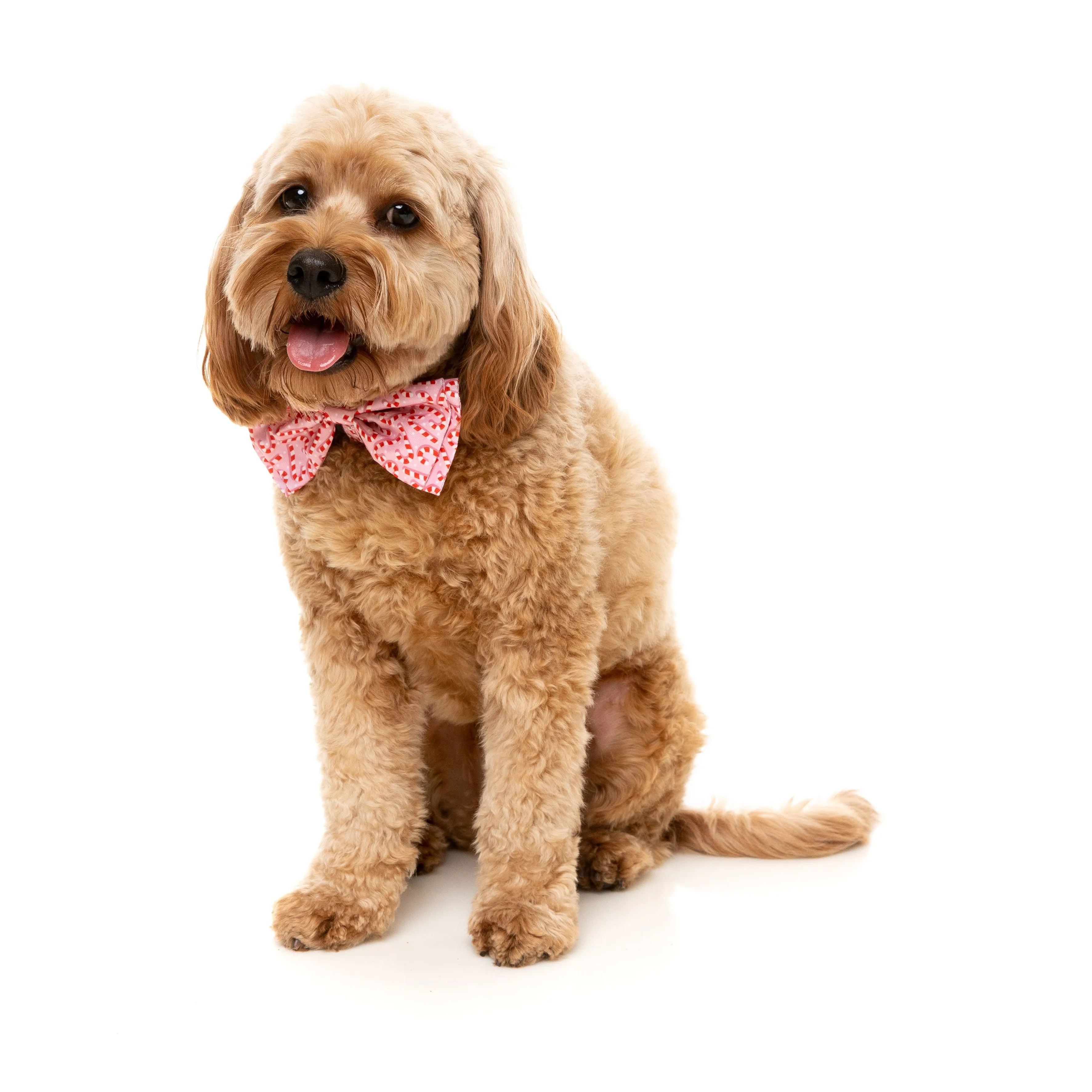 FuzzYard Christmas Pink Candy Cane Dog Bowtie Large
