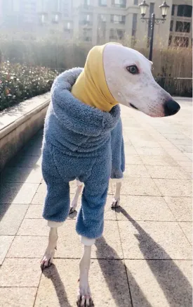 High Collar Four-Legged Dog Workwear Pants - Stylish Winter Sleepwear for Big Dogs - High Collar Pet Dog Clothes Stretching Four Legs Workwear Pants Big Dog Winter Sleepwear Jumpsuit Warm Whitbit Italian Greyhound