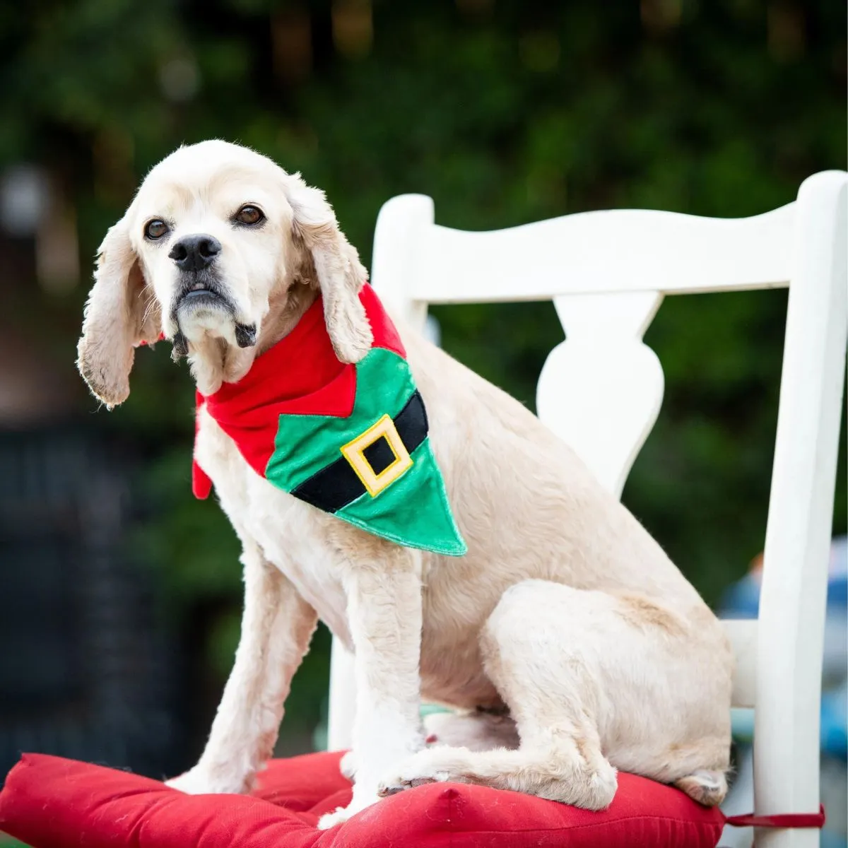 Huxley and Kent Elf Suit Bandana for Dogs and Cats S 8”-14"