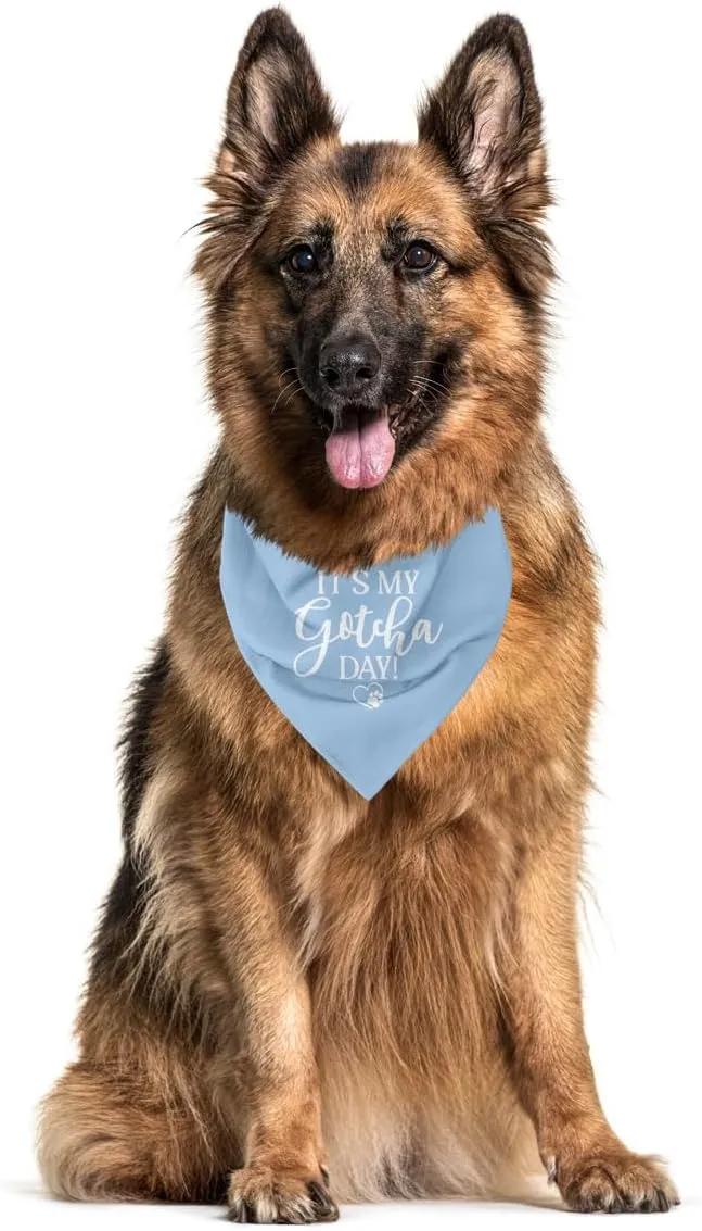 It's My Gotcha Day Dog Bandana, Blue Dog Bandana, Happy Gotcha Day, Dog Adoption Day, Pet Bandanas, Accessories for Dog Lover, Adoption Day Gifts, Pet Scarf (C56)