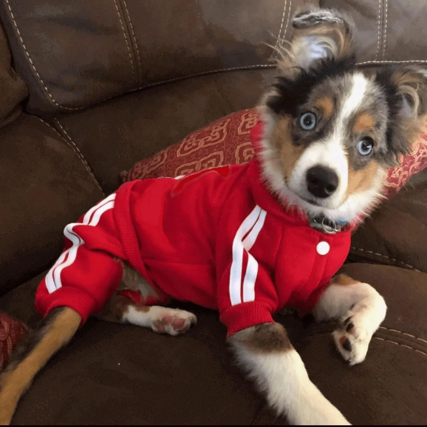 Pet Outfit - Cute Dog Hoodie Sweater Tracksuit Winter Clothes Jumpsuit Pajamas 4-Legs Red for Puppy Small Medium Large Dogs Boy or Girl (XX-Large)