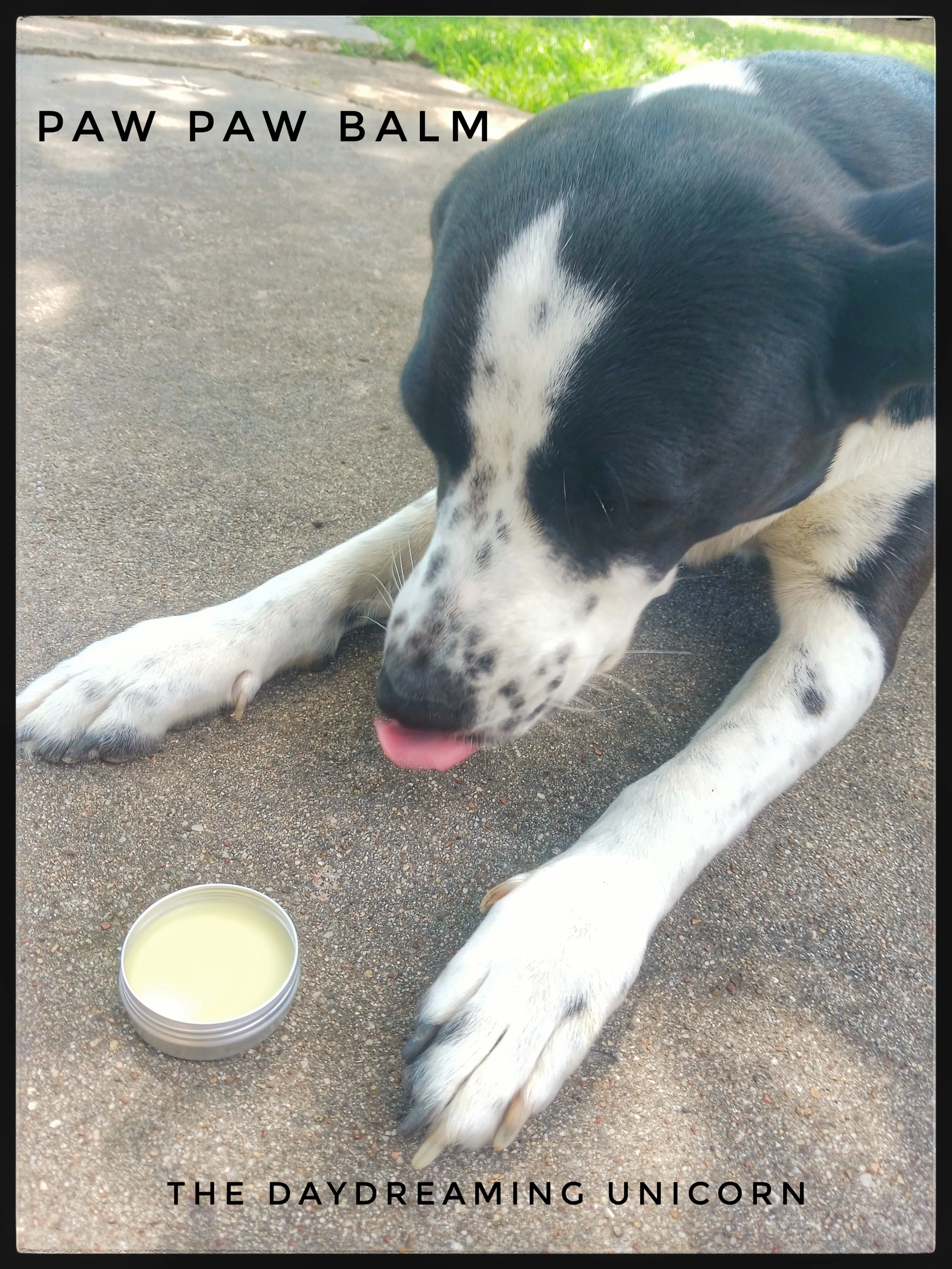 Pet paw balm