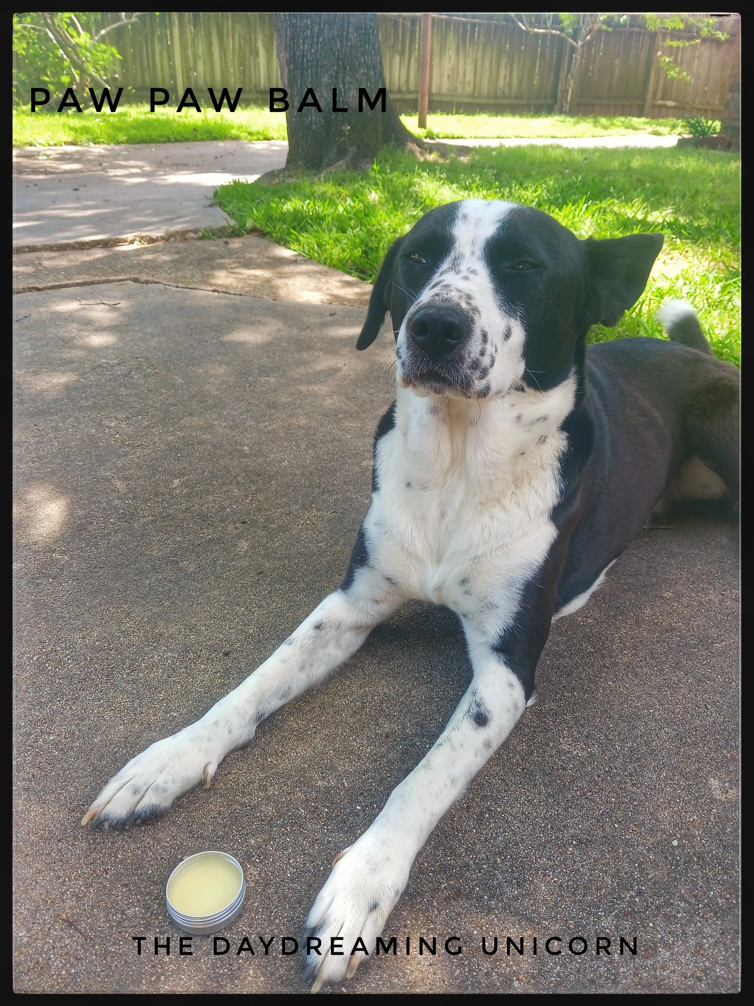 Pet paw balm