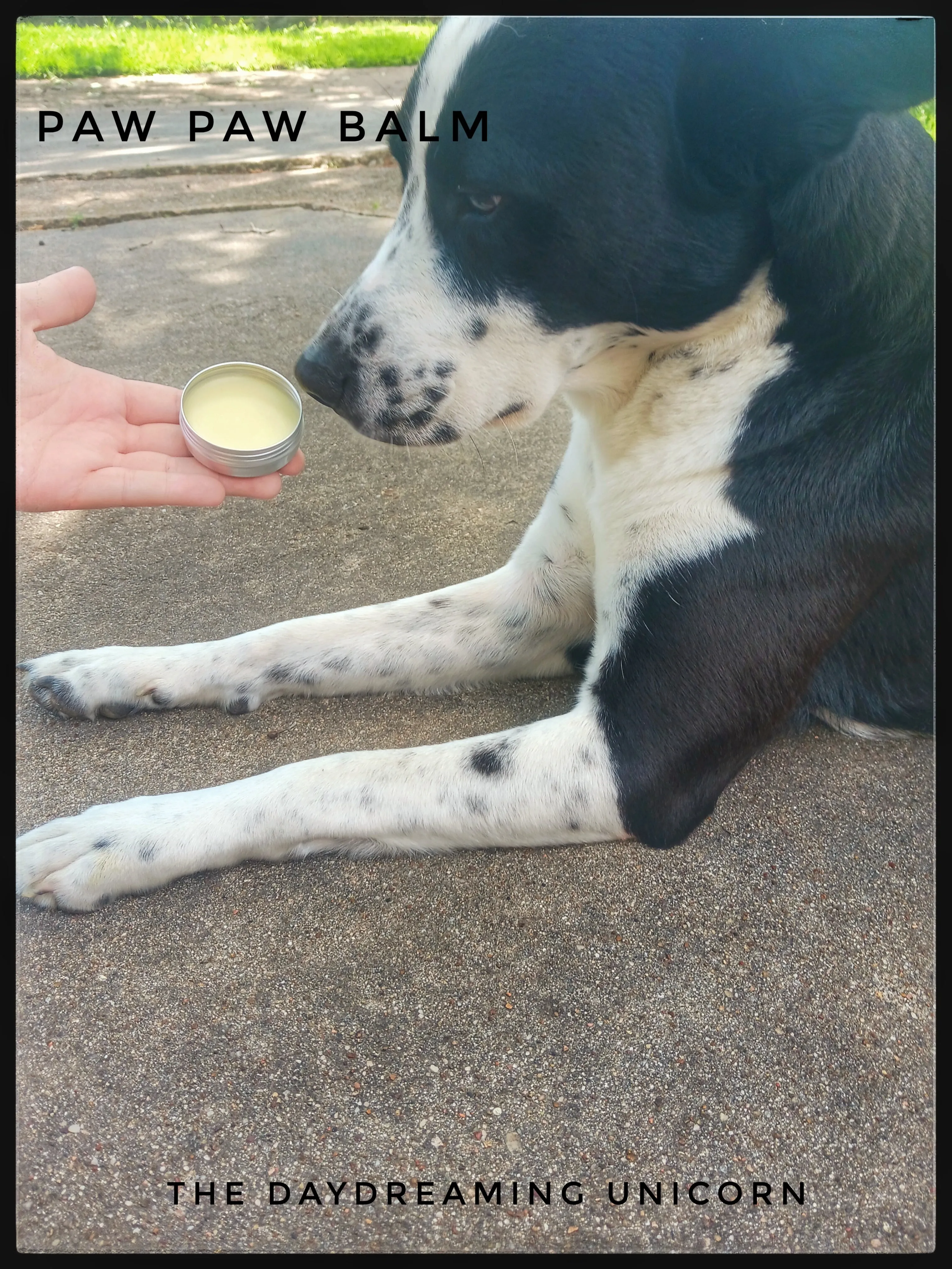 Pet paw balm