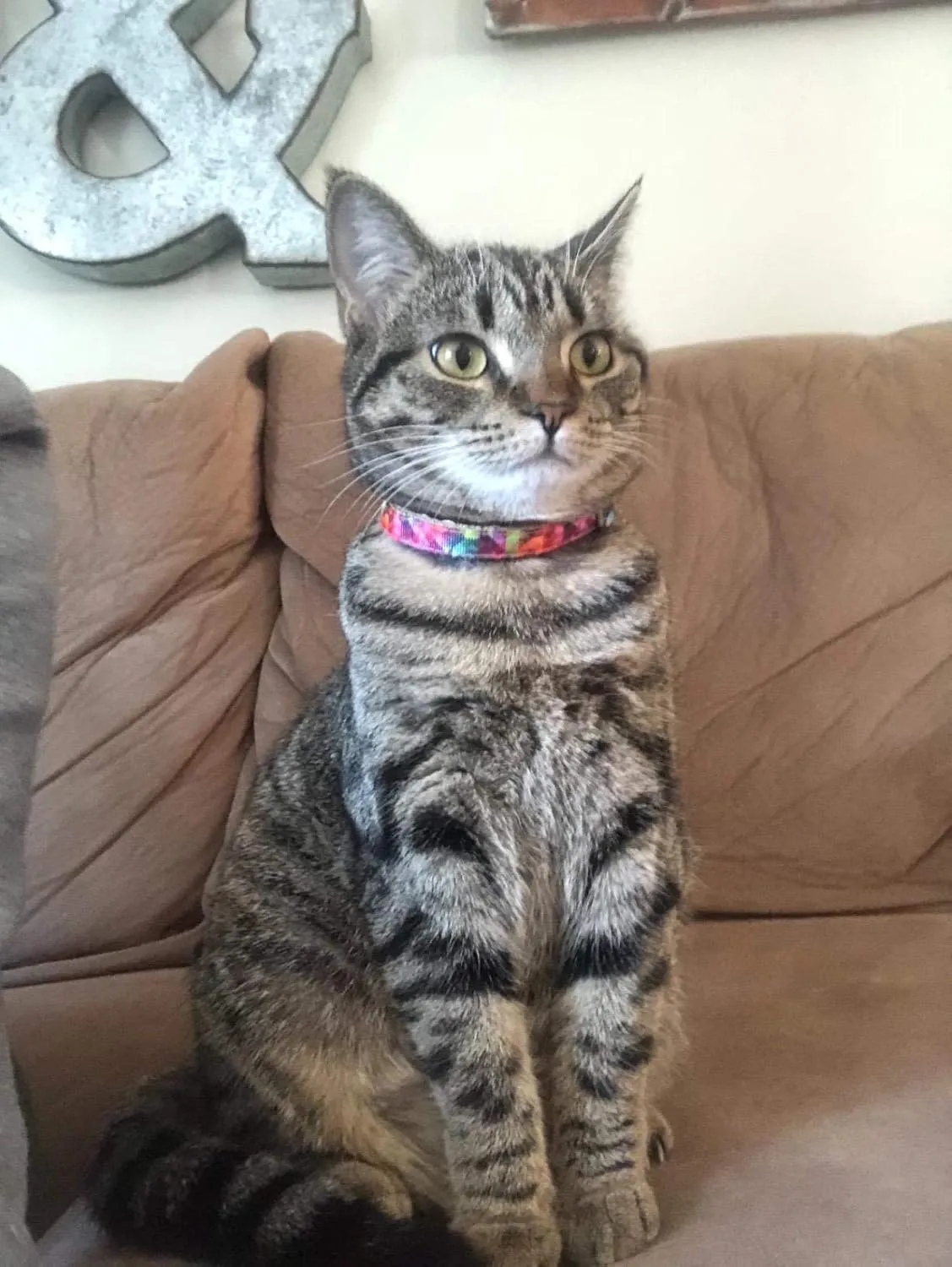 Pet Supplies, (Kaleidoscope Diamond) Cat Collar, Dog Collar, Cat Leash, Dog Leash, Cat Harness, Dog Harness, Small Dog Collar, Medium Dog Collar, Large Dog Collar (Pet Collar, XS)