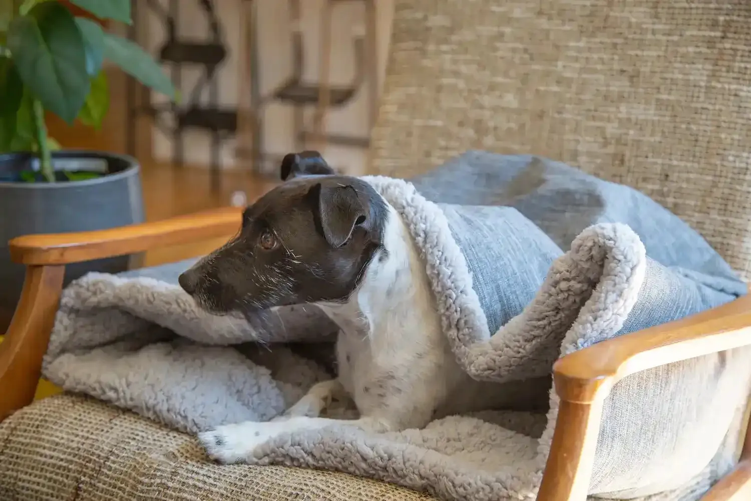 The Folded Pouch Pet Bed