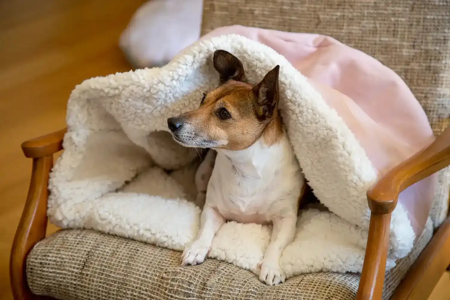 The Folded Pouch Pet Bed
