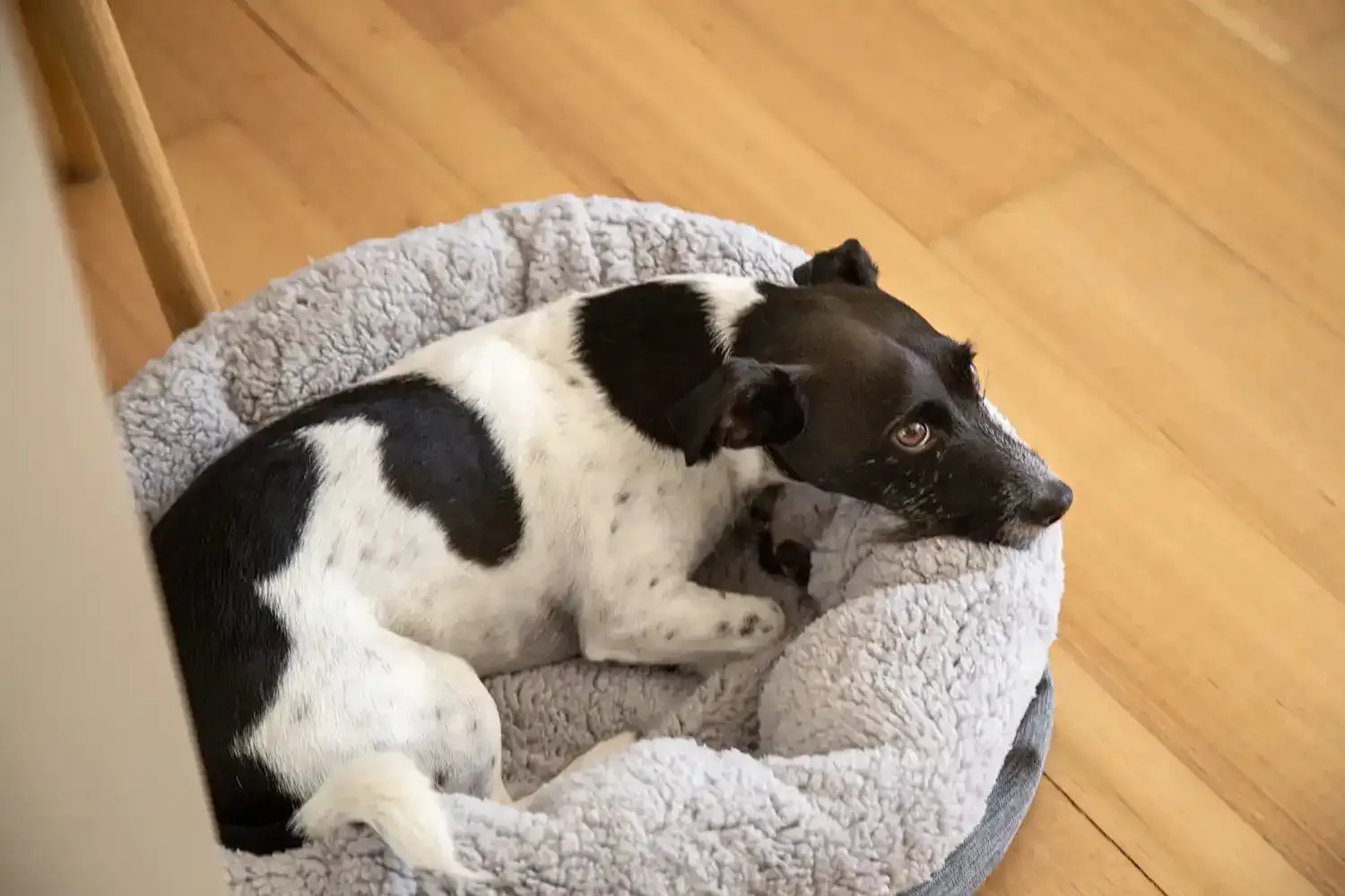 The Folded Pouch Pet Bed
