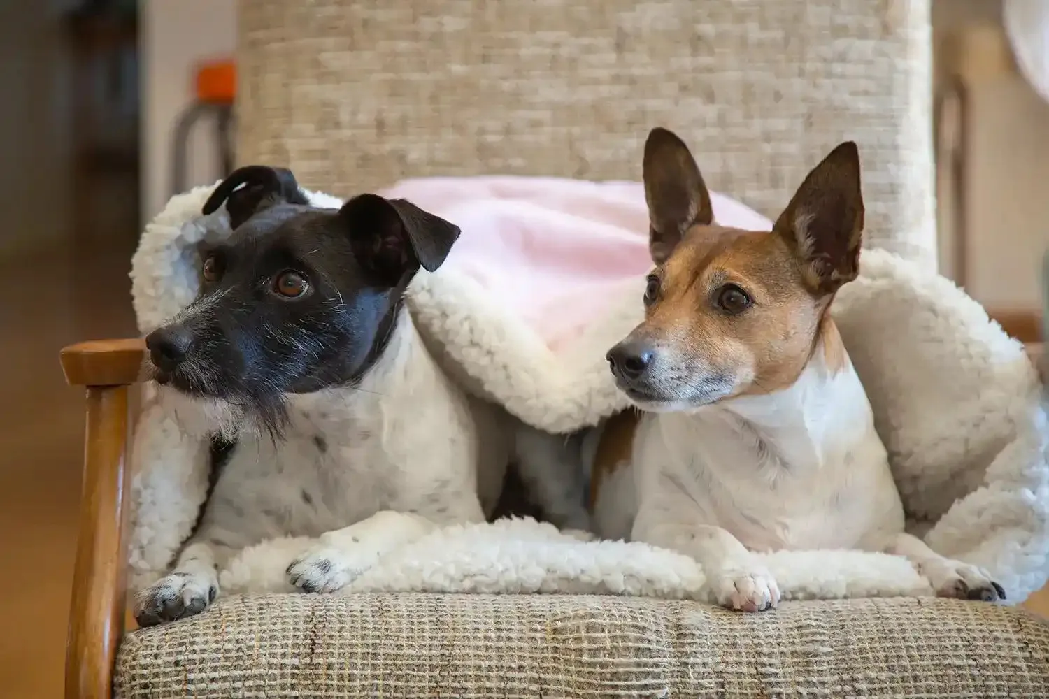 The Folded Pouch Pet Bed