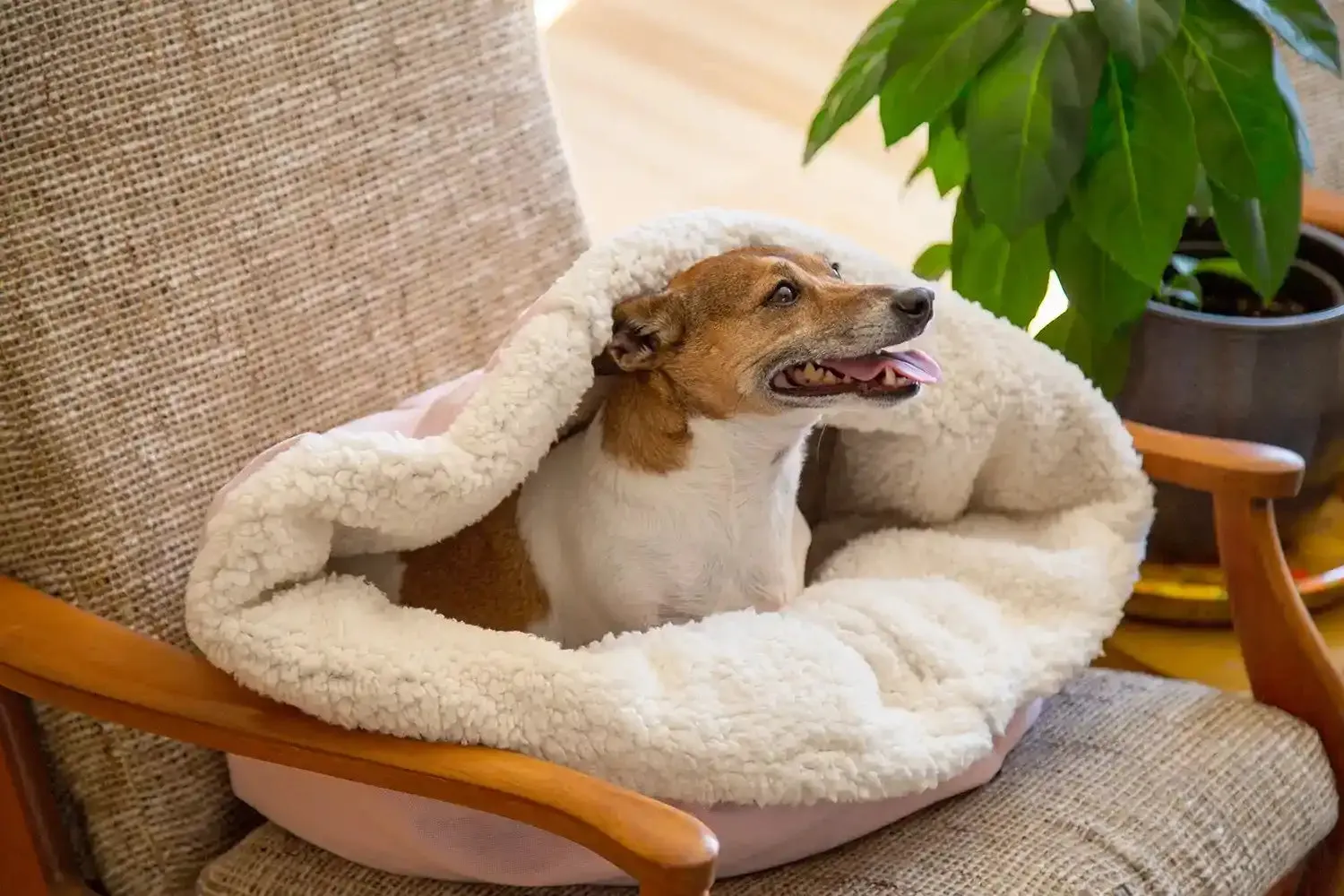 The Folded Pouch Pet Bed