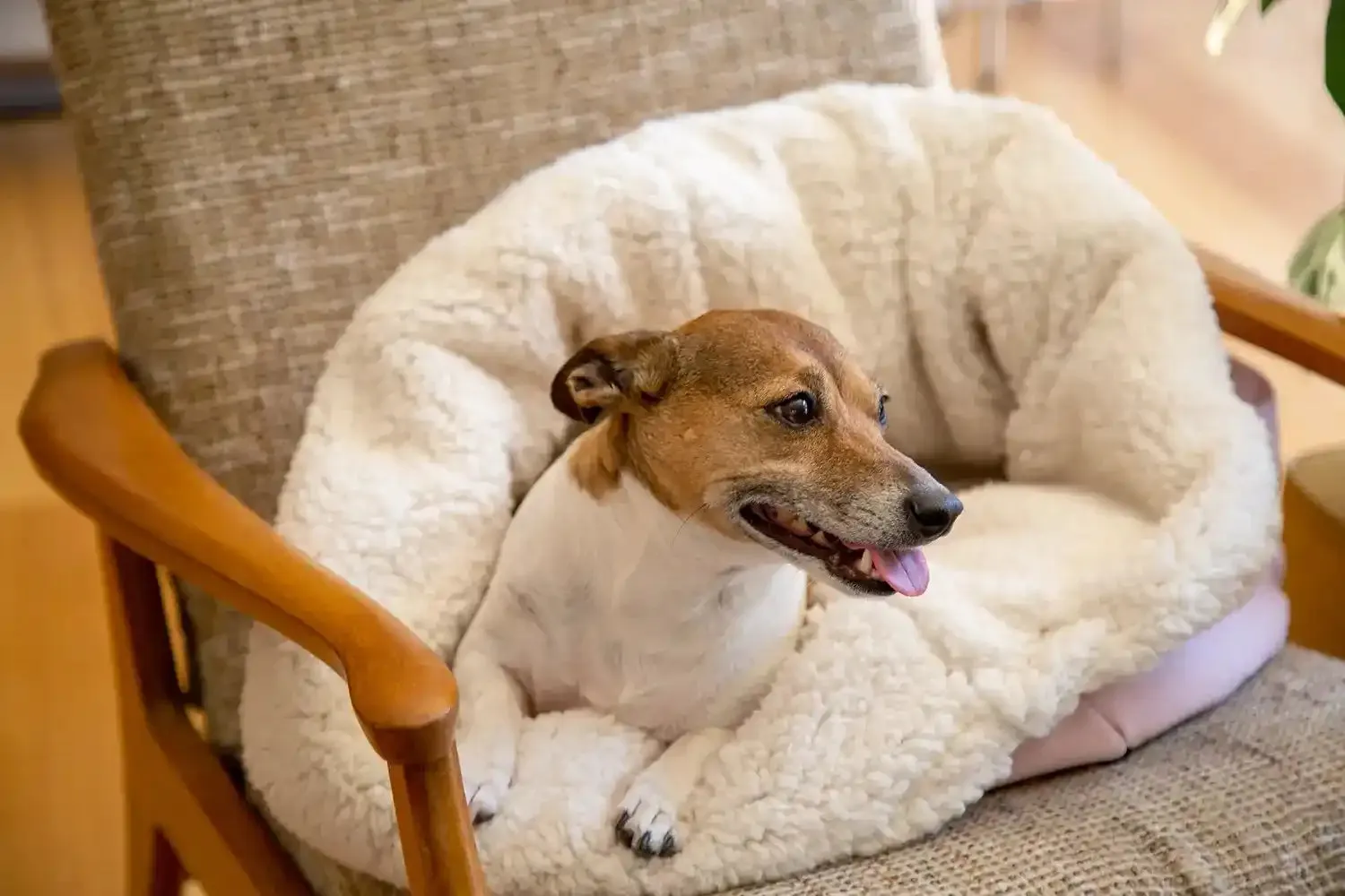 The Folded Pouch Pet Bed