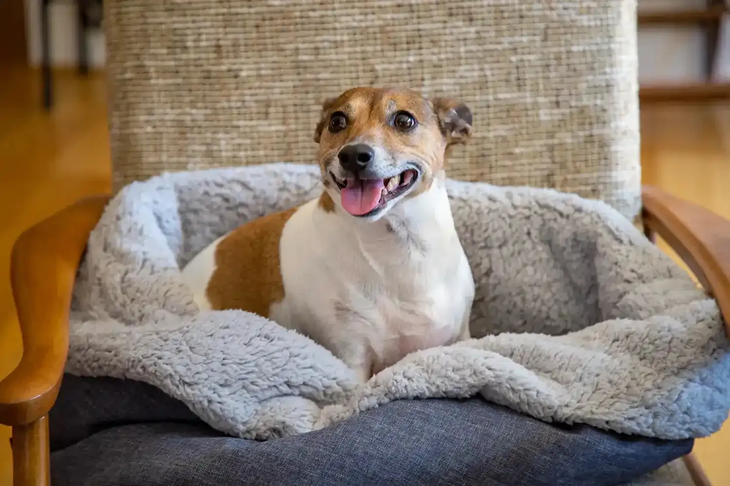 The Folded Pouch Pet Bed