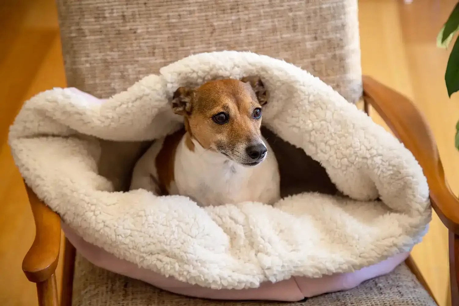The Folded Pouch Pet Bed