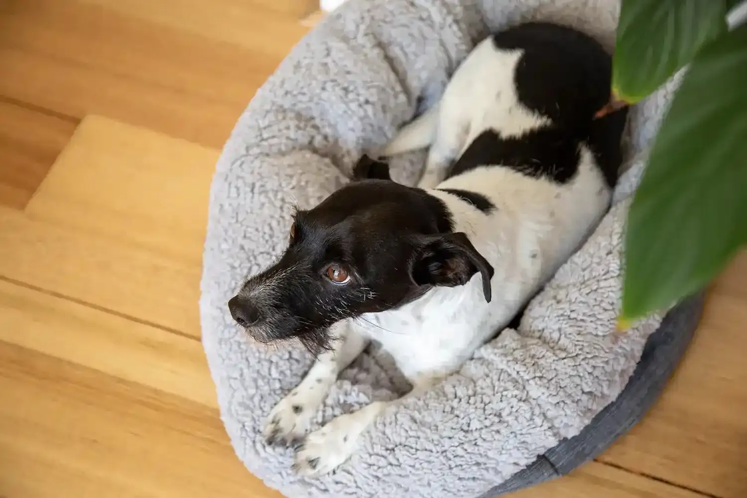 The Folded Pouch Pet Bed
